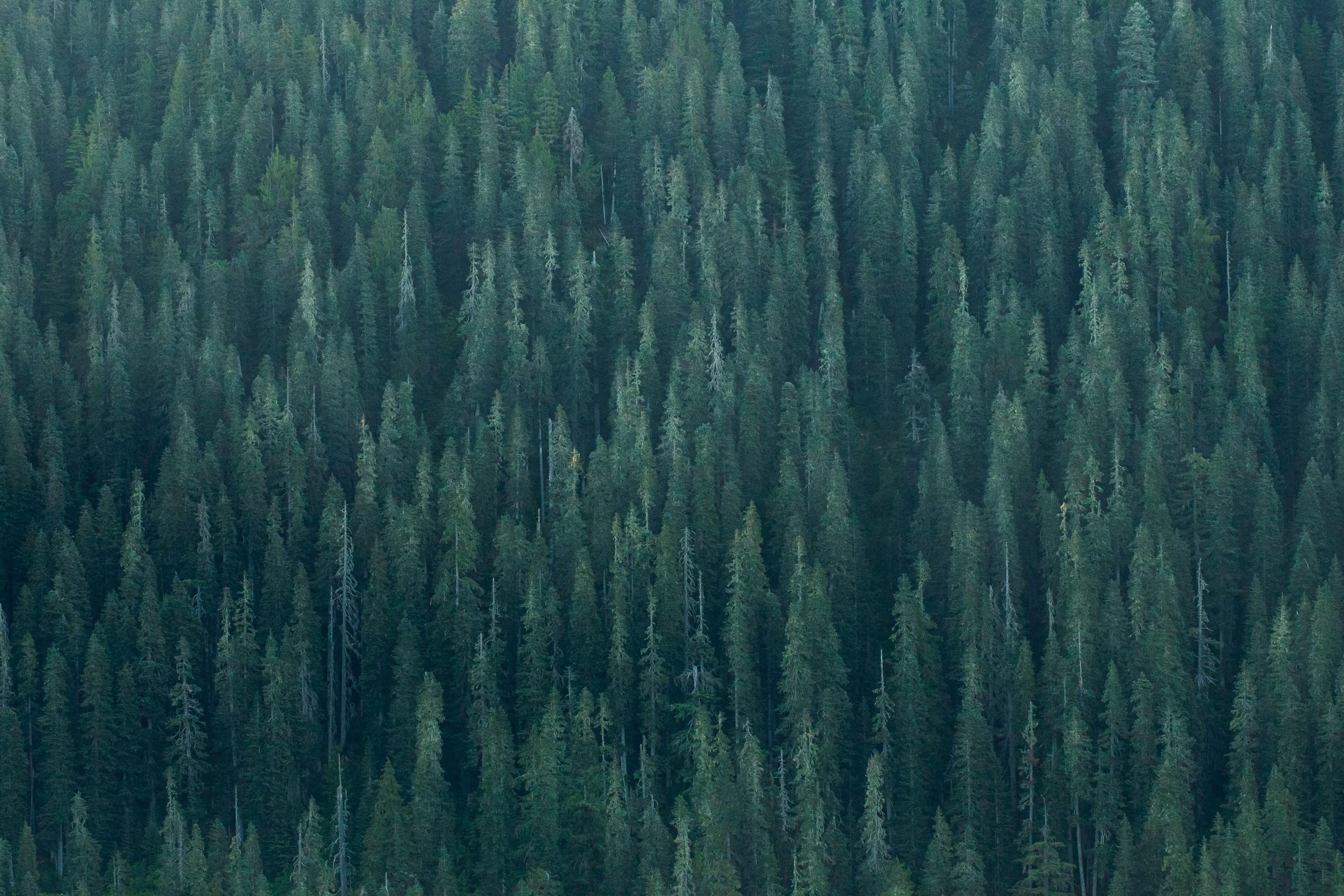 Coniferous forest