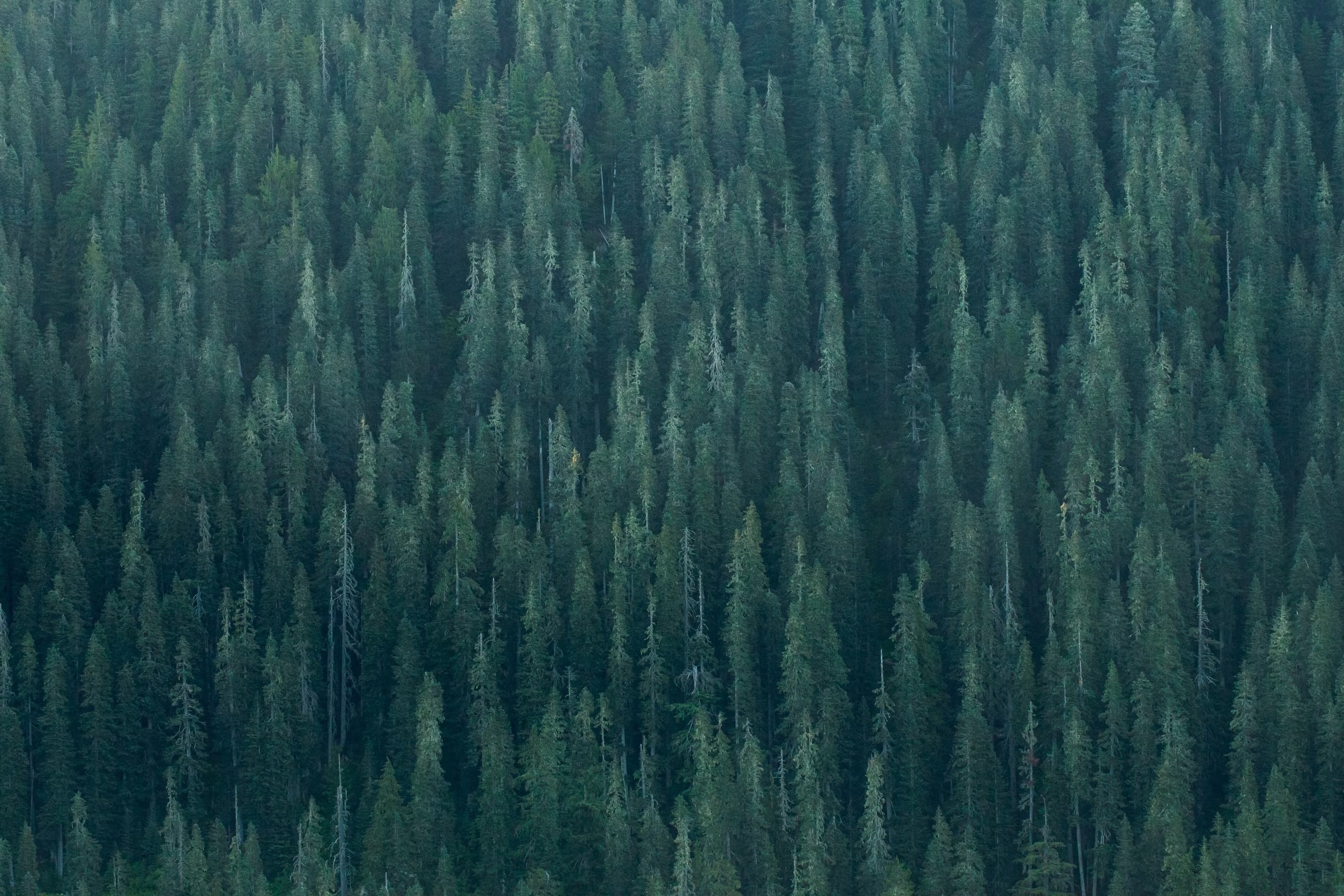 Coniferous forest